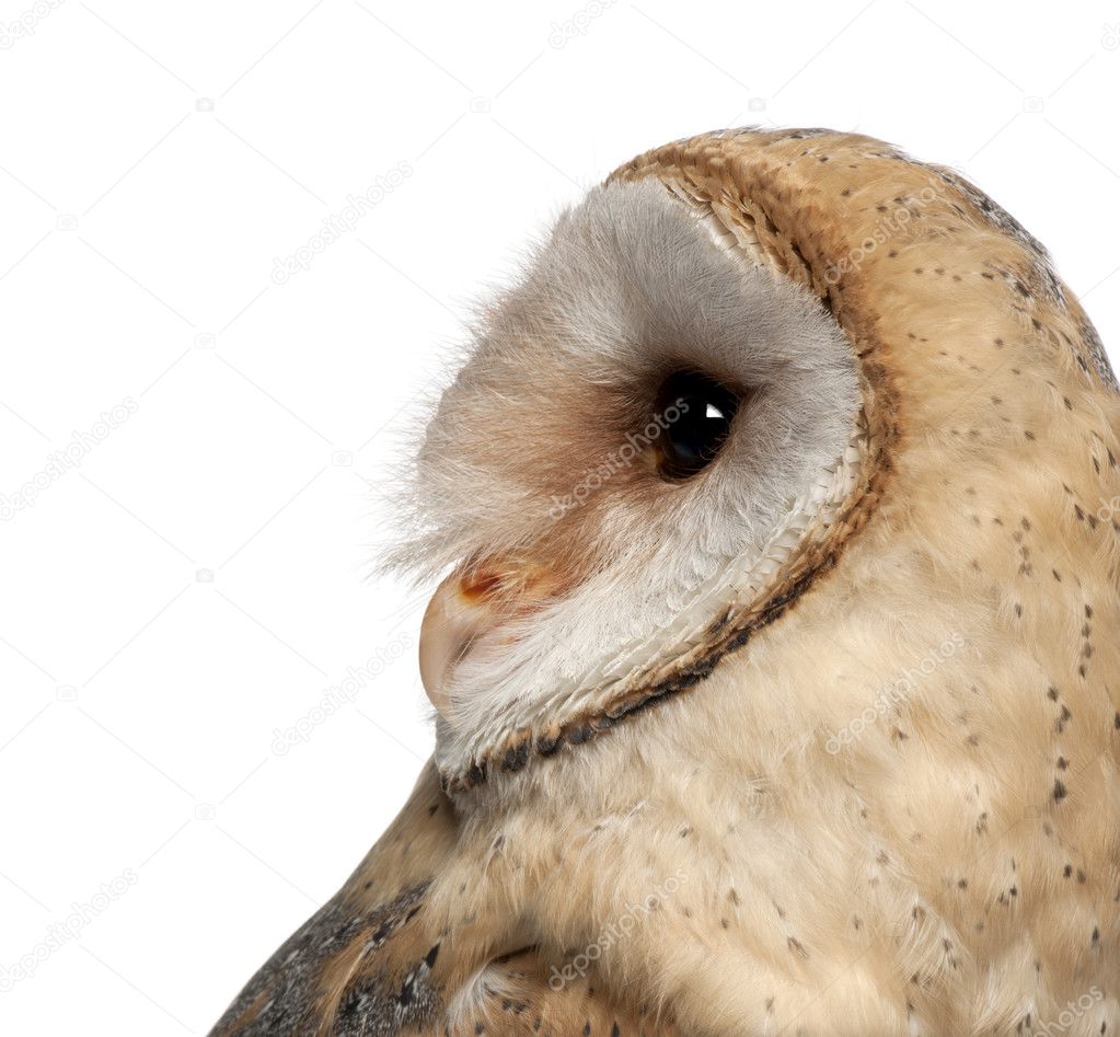 Barn Owl, Tyto alba, 4 months old, close up against white background