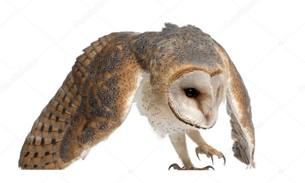 Barn Owl, Tyto alba, 4 months old, against white background