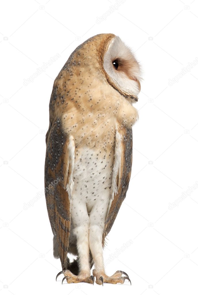 Barn Owl, Tyto alba, 4 months old, standing against white background