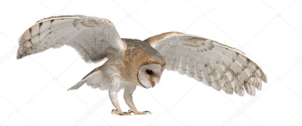 Barn Owl, Tyto alba, 4 months old, flying against white background ...