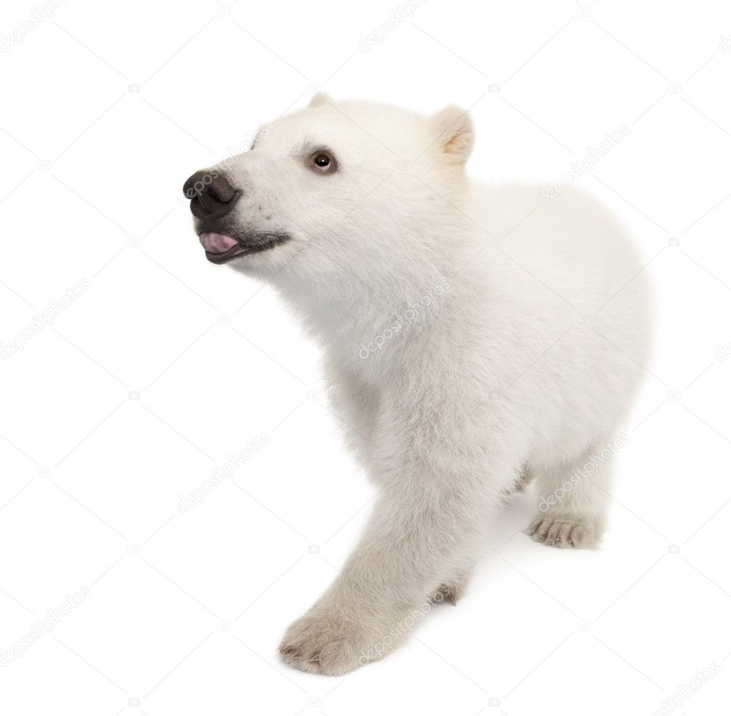 Polar bear cub, Ursus maritimus, 6 months old, against white background