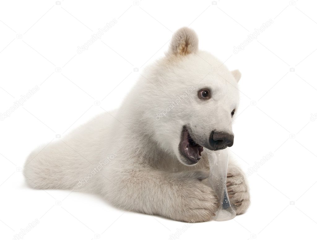 Polar bear cub, Ursus maritimus, 6 months old, with chew toy against white background against white background