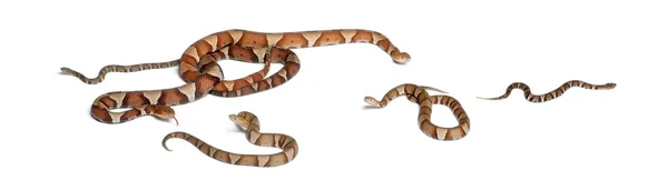 Male And Female And Babies Copperhead Snake Or Highland Moccasin Adder Background Stock Photo