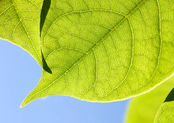 Close up of Green Leaves — Stock Photo, Image