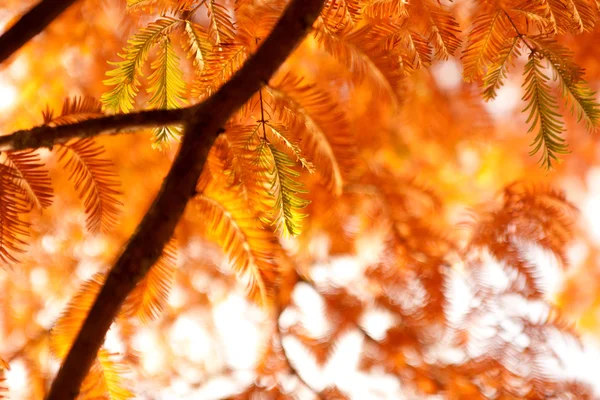 Autumn branches of fir — Stock Photo, Image