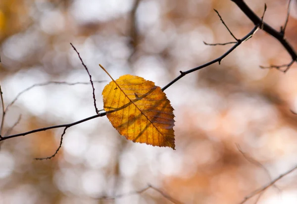 Autumn leaf lying on a tree branch — Stock Photo, Image