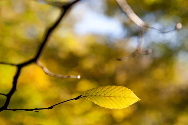 Осенний лист на ветке дерева — стоковое фото