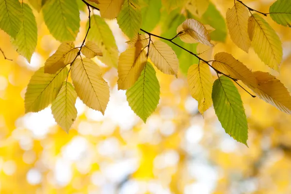 나무에 있는 가을 잎 — 스톡 사진