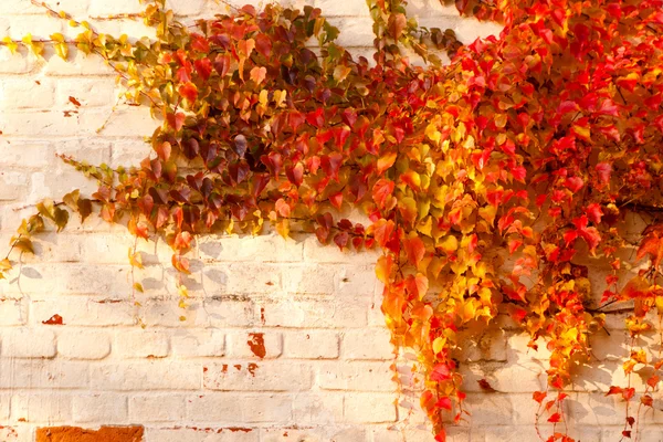 벽에 가을 낙엽 — 스톡 사진