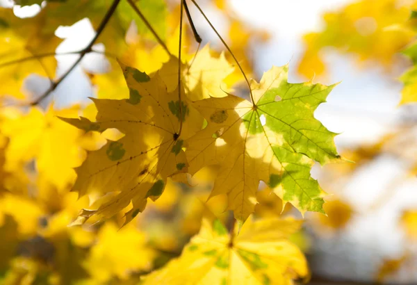 Кленове листя на сонячному світлі — стокове фото