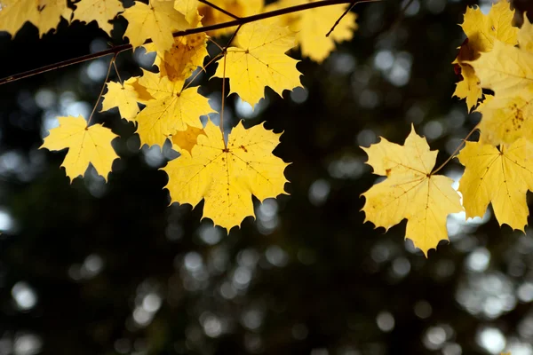 Esdoorn bladeren op een tak — Stockfoto