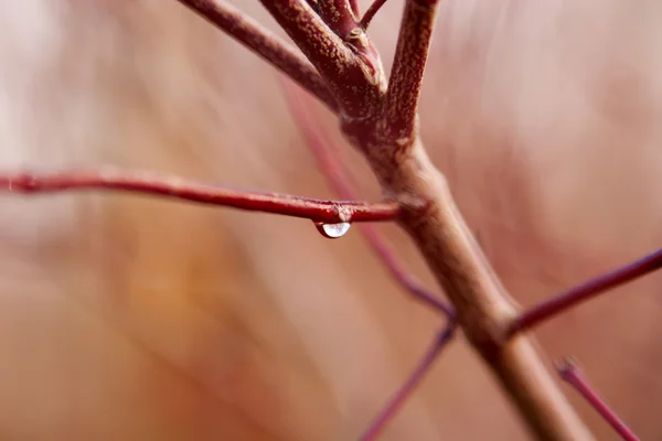 La gota en una rama —  Fotos de Stock