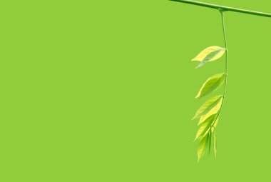 Spring branch with fresh leaves clipart