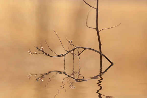 Mauvaise herbe dans l'eau — Photo