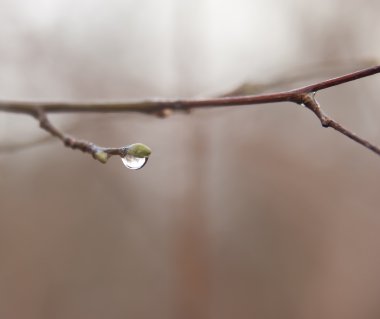 Dew on a branch clipart