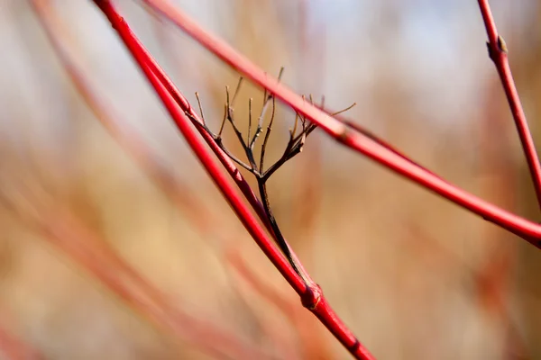 Abstração dos ramos vermelhos — Fotografia de Stock
