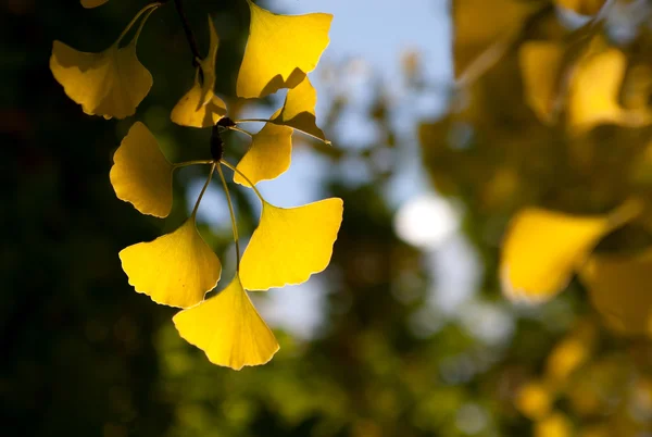 Autumn leaves of ginkgo — Stock Photo, Image