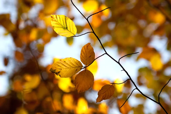 Bükkfa ág őszi erdő — Stock Fotó