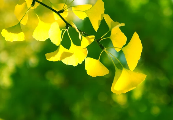Branch of ginkgo — Stock Photo, Image