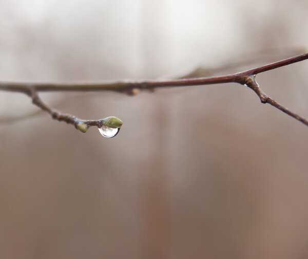 Dew on a branch
