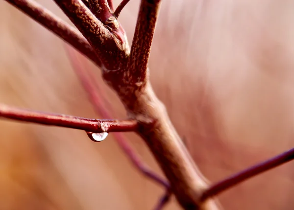 나뭇가지에 dewdrop — 스톡 사진