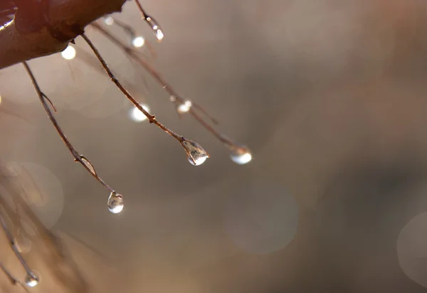 Dewdrops na luz do sol — Fotografia de Stock