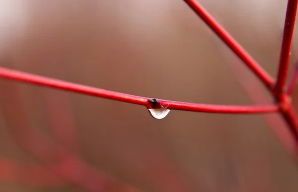 레드 나뭇가지에 dewdrop — 스톡 사진
