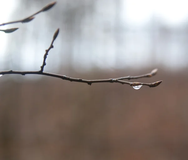Drop on a branch — Stock Photo, Image