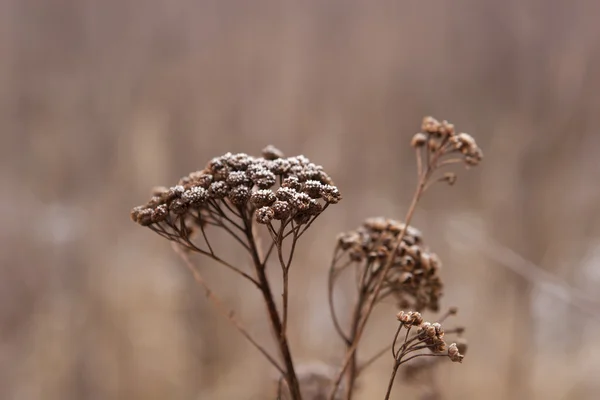 Сухая трава в морозе — стоковое фото