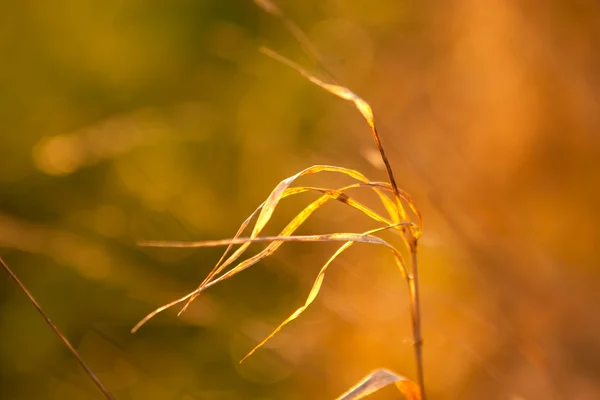 Dry grass in the light of the setting sun — Stock Photo, Image