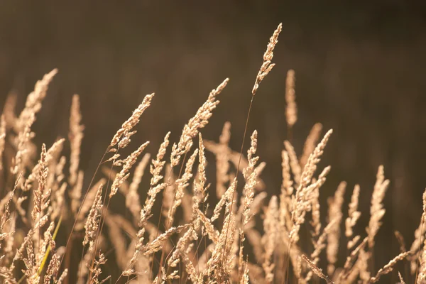 暗い背景に乾いた草 — ストック写真