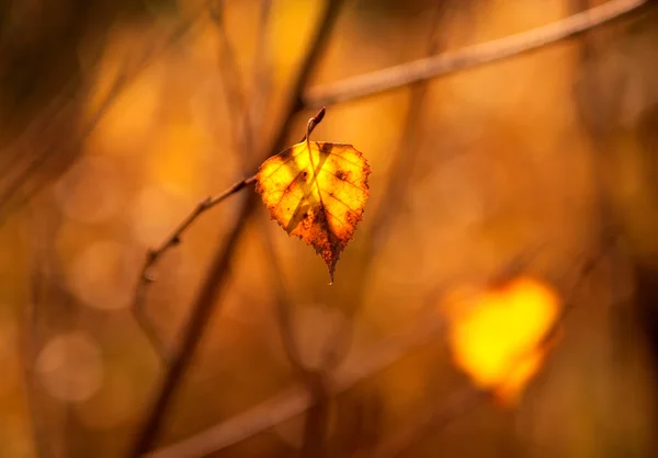 Dry leaf in the light of the sunset — Stock Photo, Image