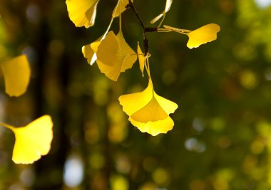 Yellow leaves of ginkgo clipart