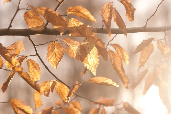 Ξηρά φύλλα στο φως του ήλιου — Φωτογραφία Αρχείου