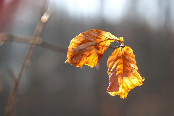 Droge bladeren in het zonlicht — Stockfoto
