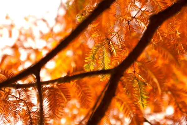 햇빛에 전나무 가지 — 스톡 사진