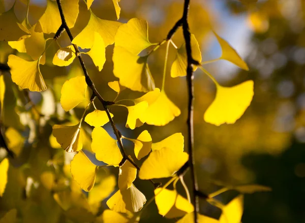 Ginkgo leaves — Stock Photo, Image