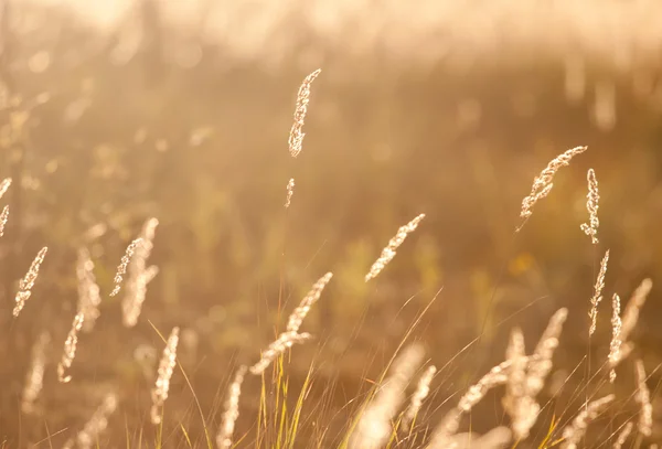 Gras im Sonnenschein — Stockfoto