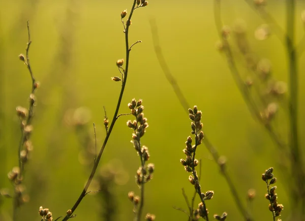 Gras auf grünem Hintergrund — Stockfoto