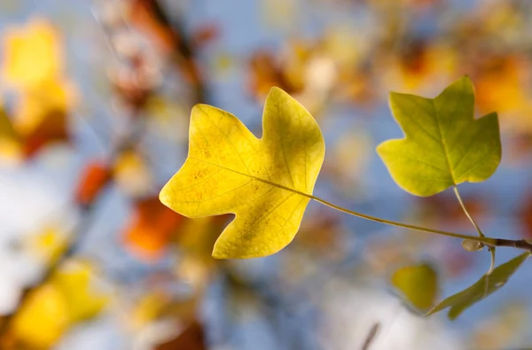 Lale ağacı yaprakları — Stok fotoğraf
