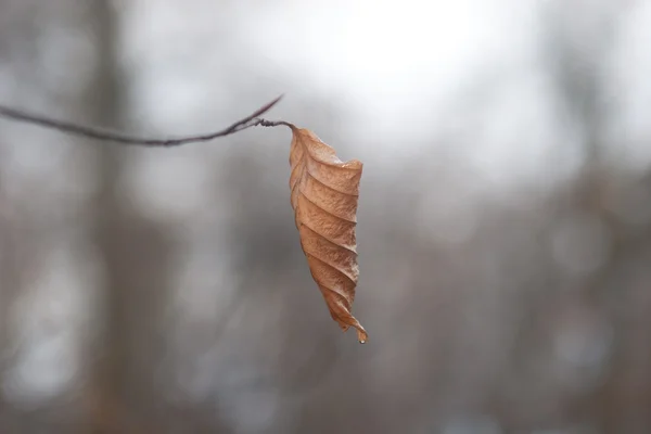 건조 잎의 미니 — 스톡 사진