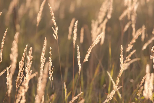 Panicles voor grass in het zonlicht — Stockfoto