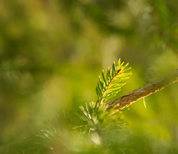 Ramo di pino alla luce del sole — Foto Stock