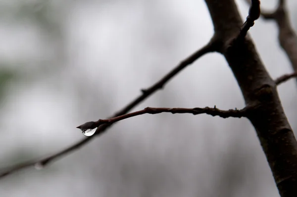 Goutte de pluie sur bourgeon d'arbre — Photo