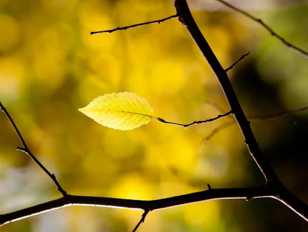在森林里的单一秋天叶 — 图库照片