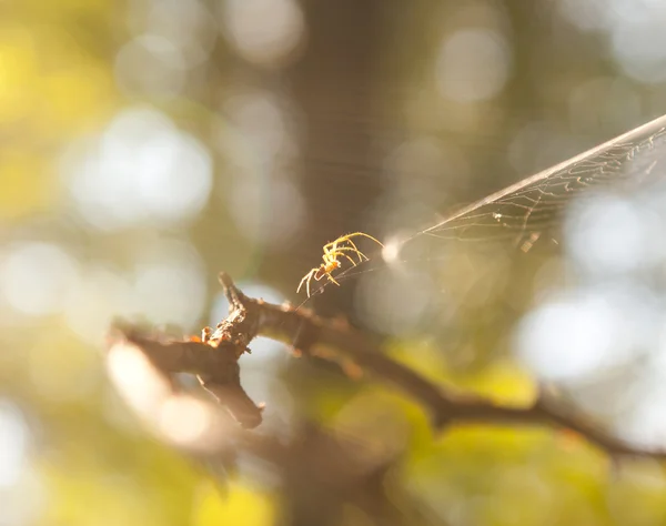 Spider in sunlight — Stock Photo, Image