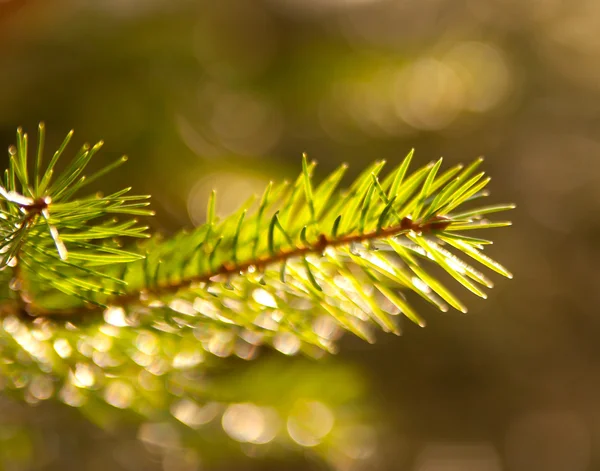 Spruce grenar i solljus i en skog — Stockfoto