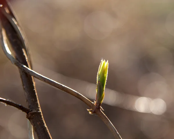 첫 번째 잎 — 스톡 사진