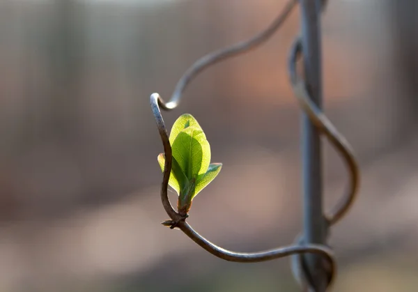 The first leaves — Stock Photo, Image
