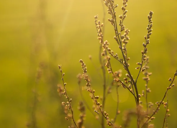 A erva daninha à luz do sol — Fotografia de Stock